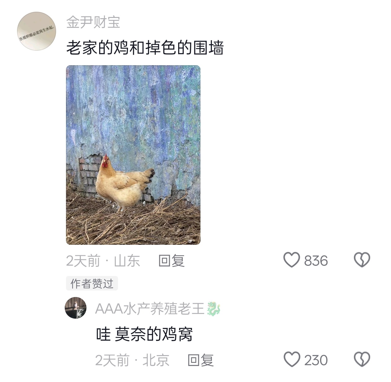 莫奈的鸡窝网友：老家的鸡和掉色的围墙🧔🏻 