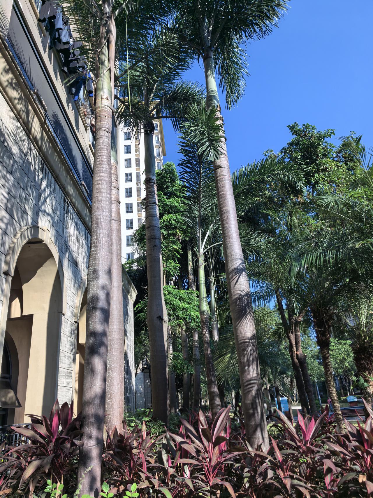 深圳的冬天就这么美。我们楼下的树木郁郁青青，生机勃勃。透过葱葱茏茏的树枝看天，天