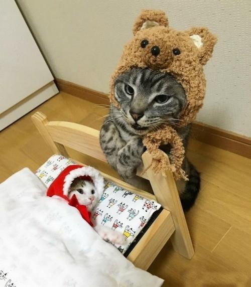 主人我也想要睡在这里╭(╯^╰)╮你不能这样偏心呀