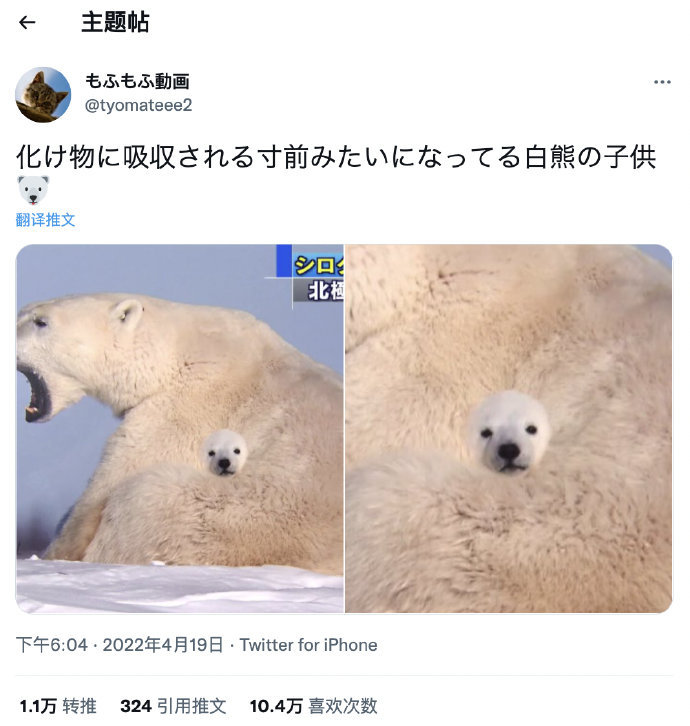 仿佛是P在妈妈身上的北极熊宝宝 