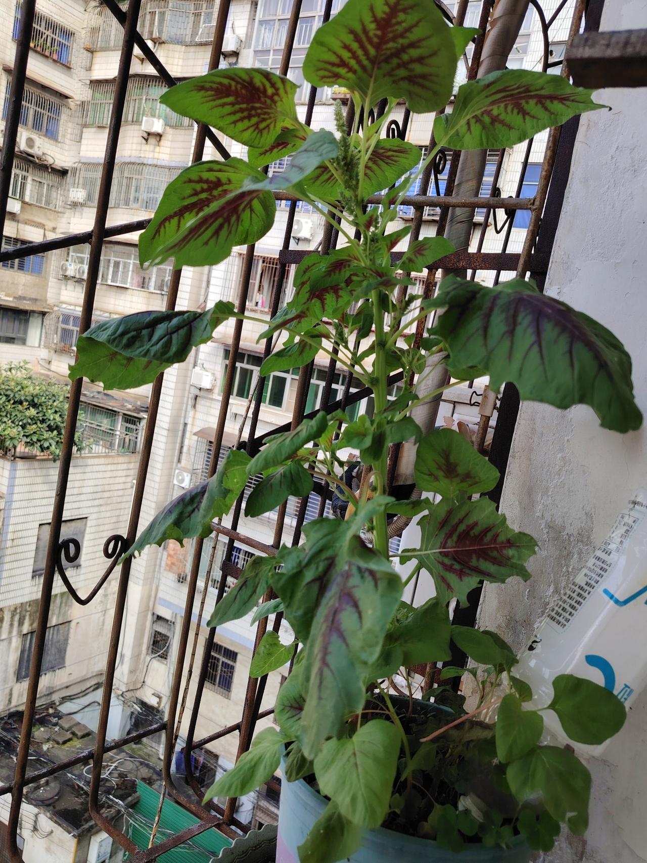 阳台上的苋菜