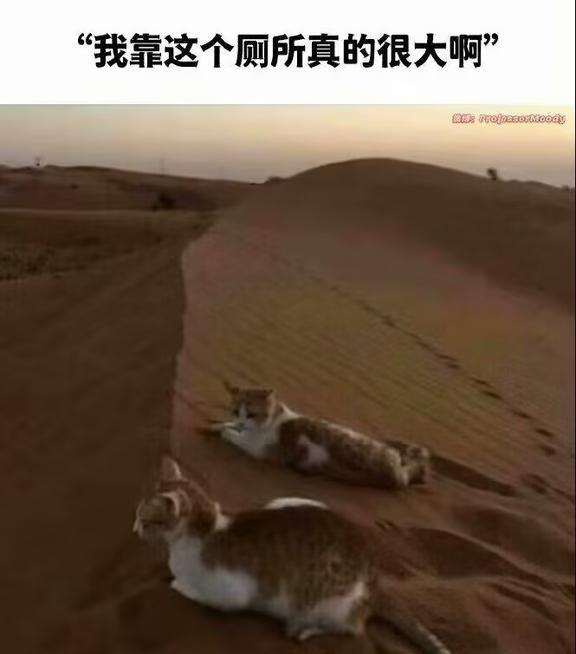 超级猫砂盆
每日随机更新各种meme梗图，欢迎大家关注
有不懂的梗可以在评论留言
