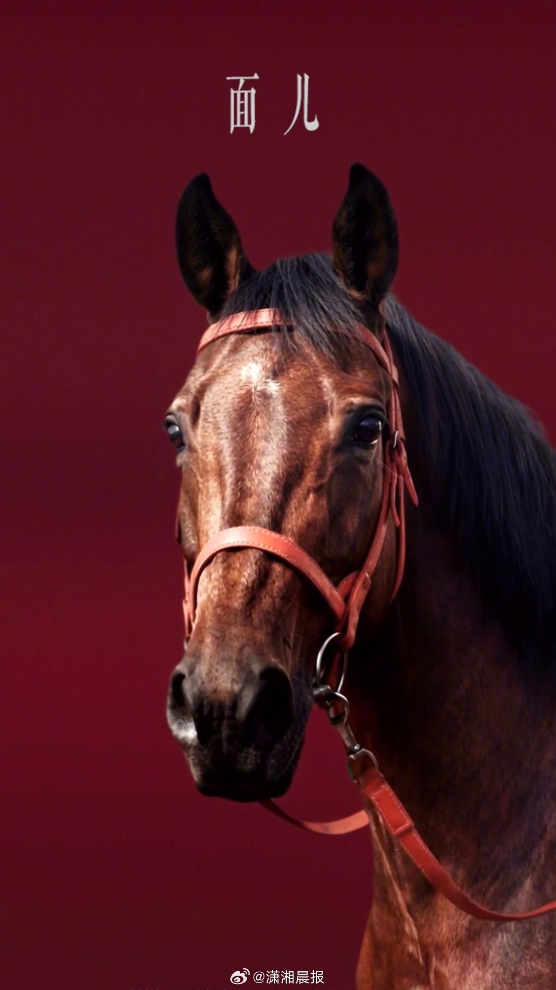 【马年马龙玩的梗还是太超前了】2月4日，马龙新春视频上线，龙队一句“马年三折叠，