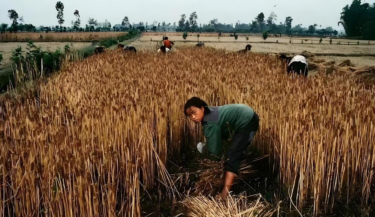 分田单干，事实证明农民吃饱饭饿不着；分田单干不能“制富”。
