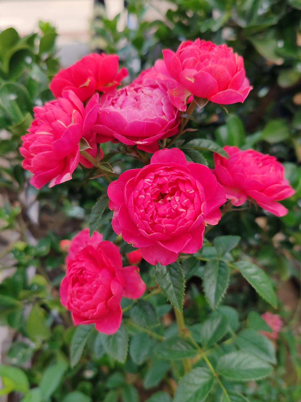 晒图笔记大赛随手拍一一小区的月季。