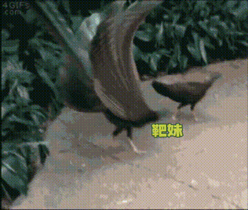 这一天天的，不是在对刘涛开屏，就是在对刘涛开屏的路上 