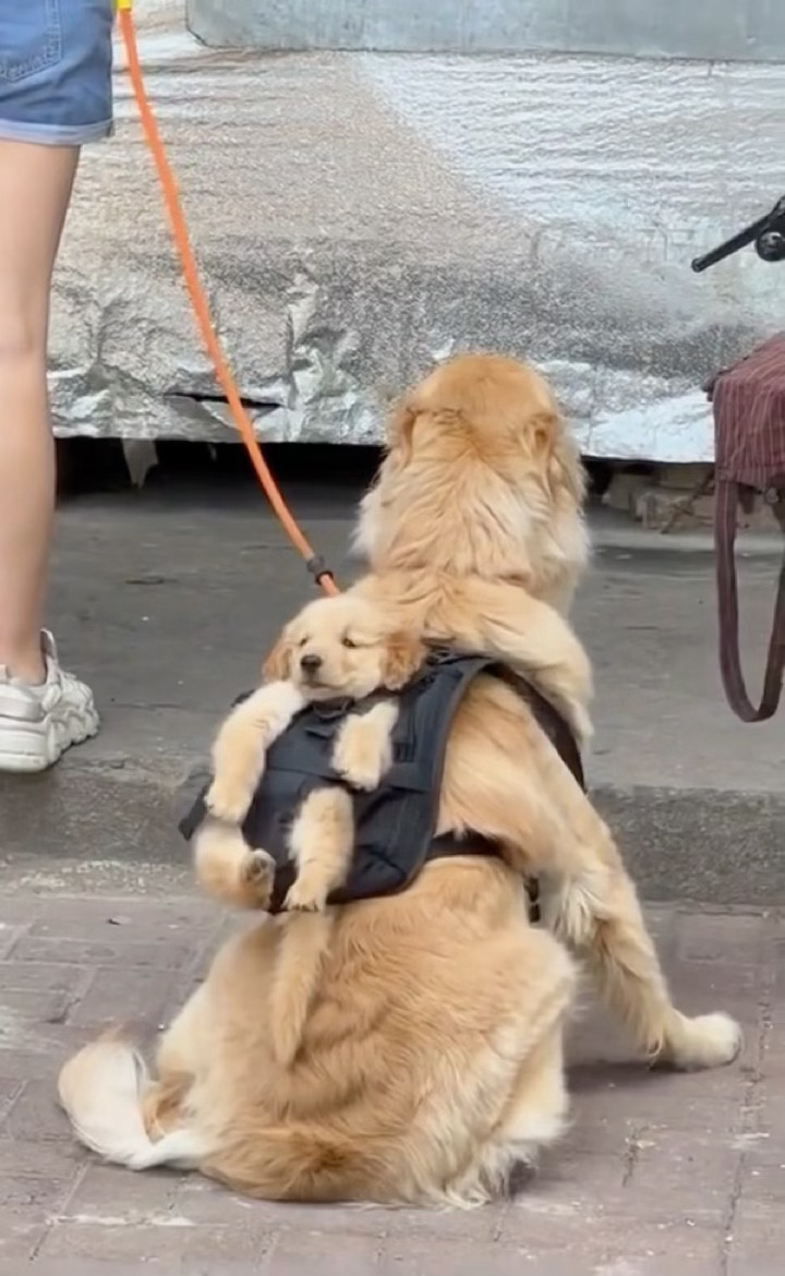 自己的孩子自己带 