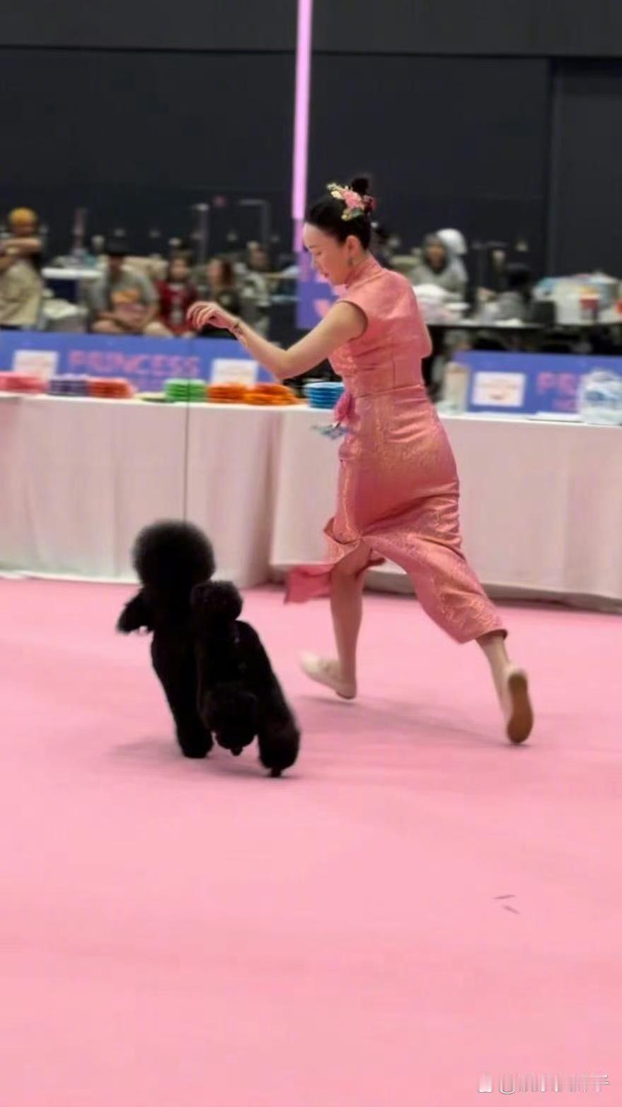 1.霍思燕热衷于带自家狗狗参加各种比赛，她的狗狗在很多国家都得过奖。2.王嘉尔喷