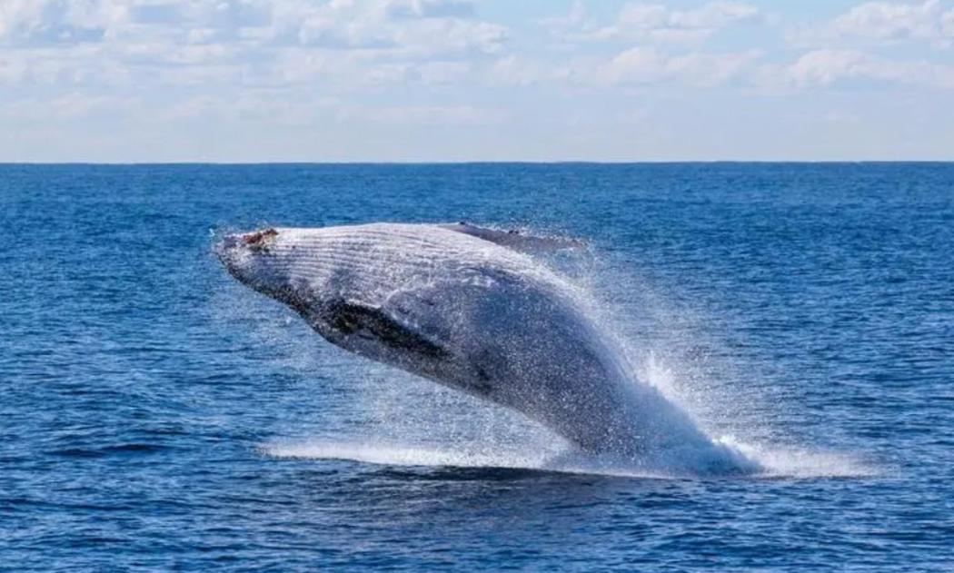 快讯！快讯！。
 
美国媒体突然宣布了。
 
2021年6月4日，马萨诸塞州外海