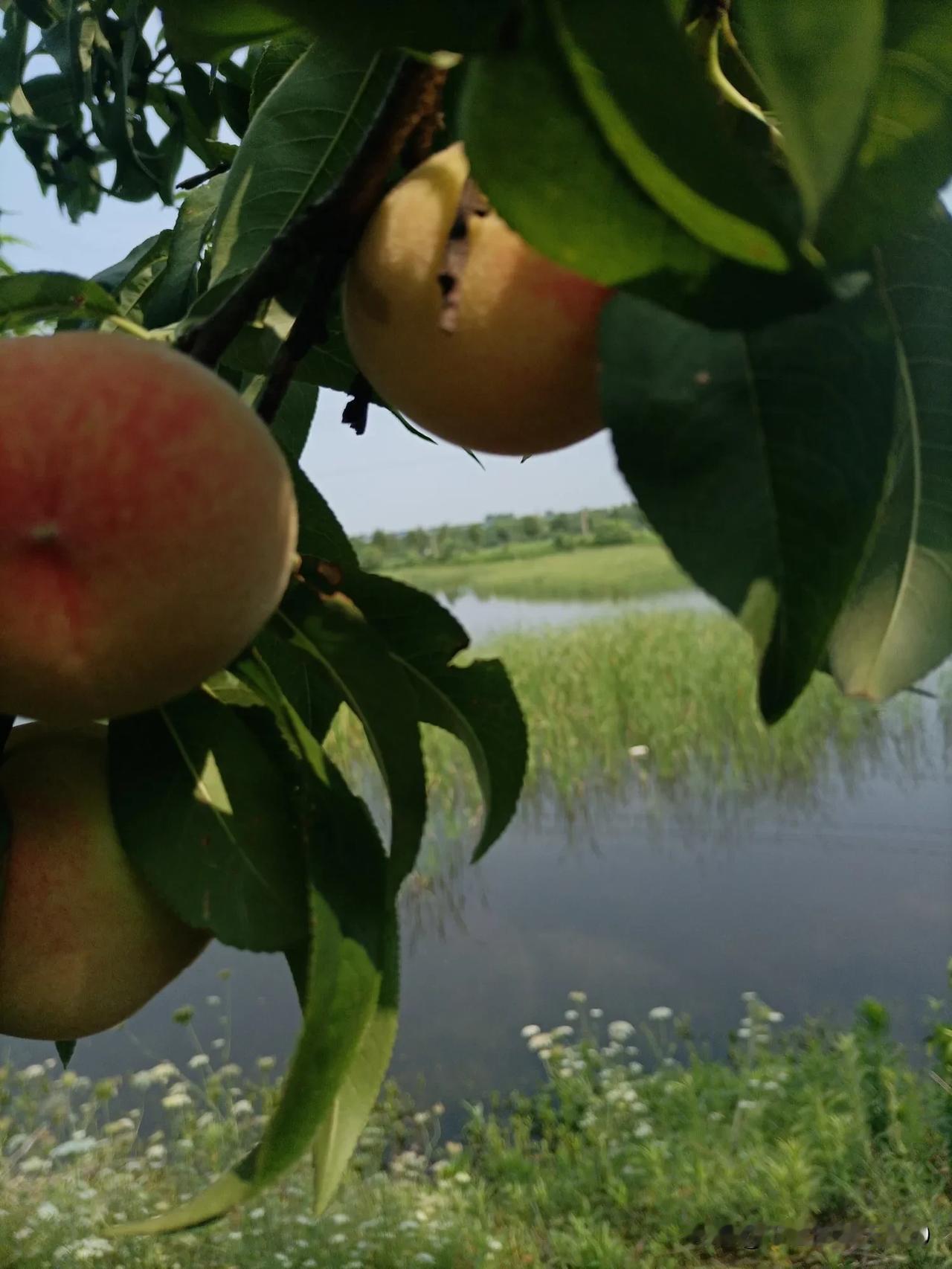 我家里的水蜜桃熟了，个个都有手掌那么大，咬一口脆甜多汁，满满的夏天的味道！实现了
