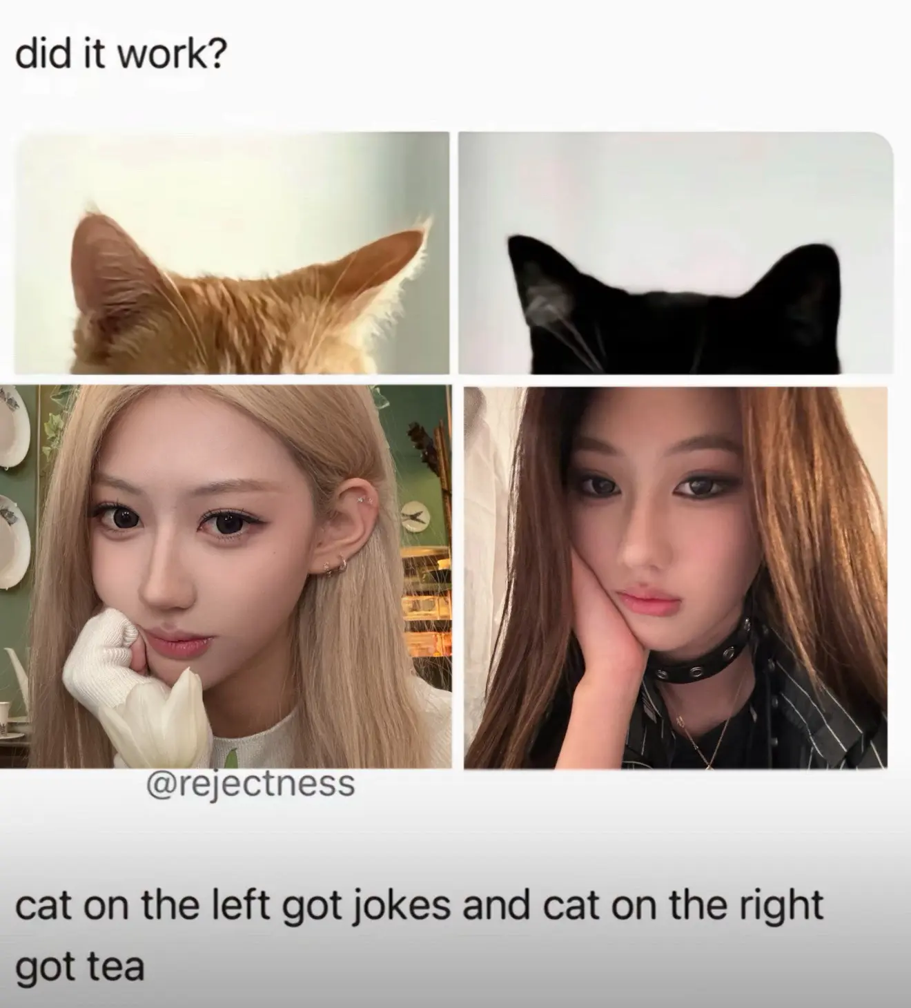 你要选哪只猫🐱？