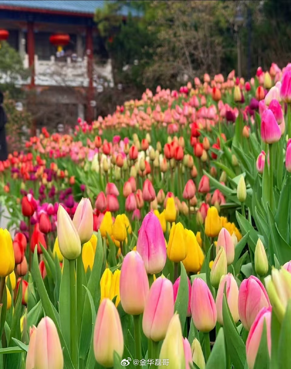 武汉郁金香花海盛开了春风一到，东西湖的郁金香便开成了浪漫诗篇。60万株繁花织就彩