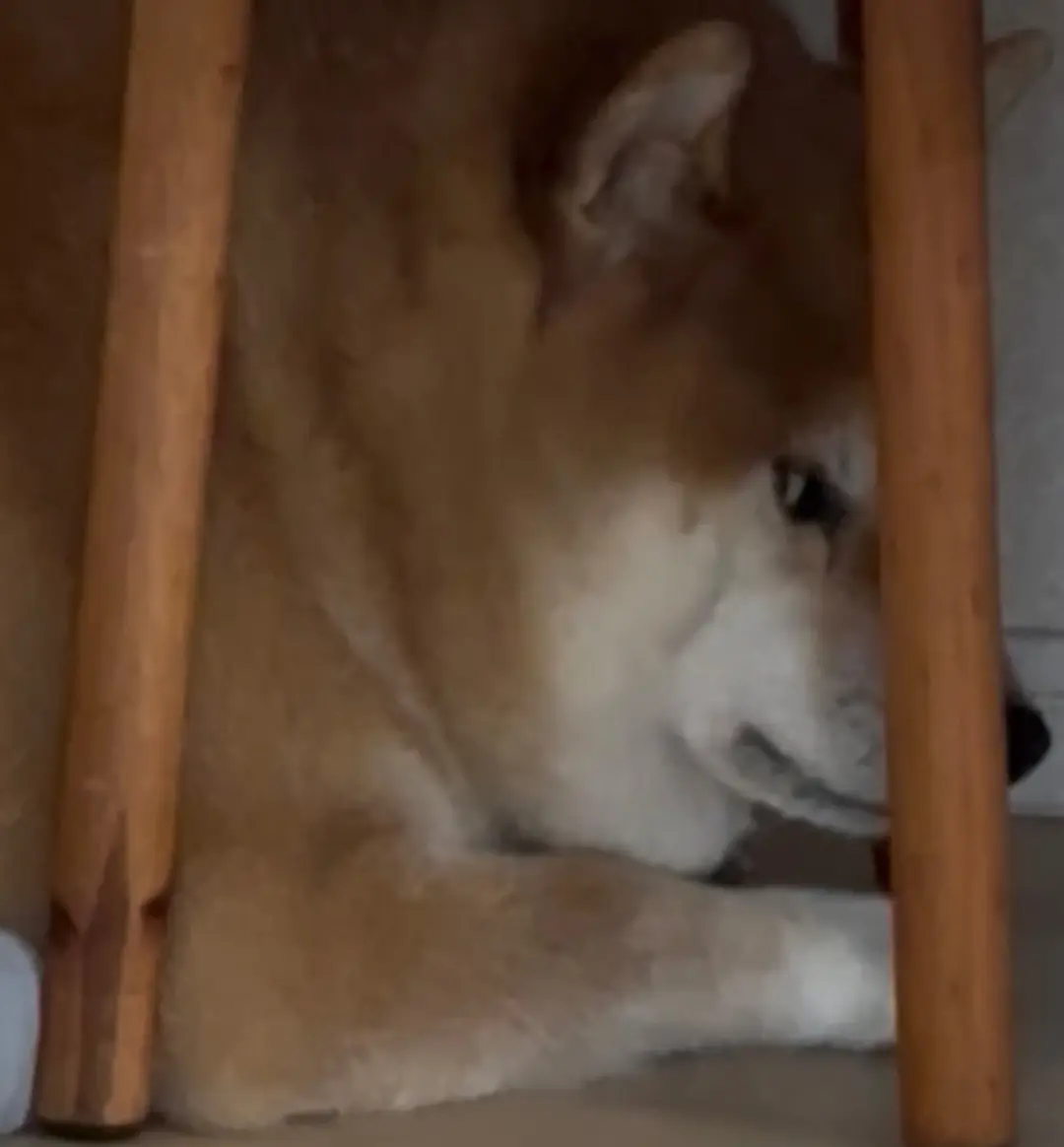八百个心眼子