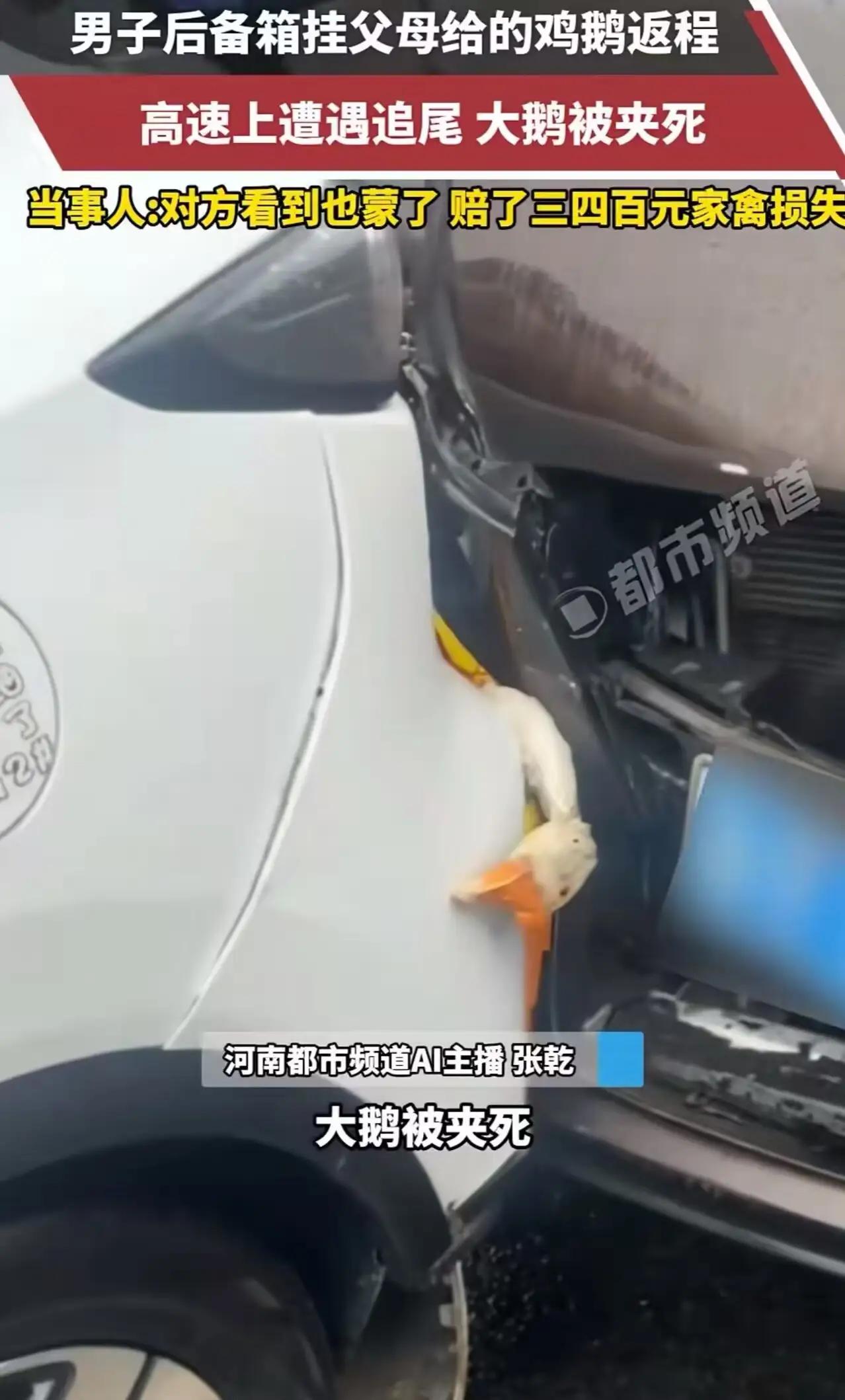 本以为两死一伤，结果是"俩菜一汤"！赔了钱，鸡鹅到底归谁？人生安全才是第一 
 