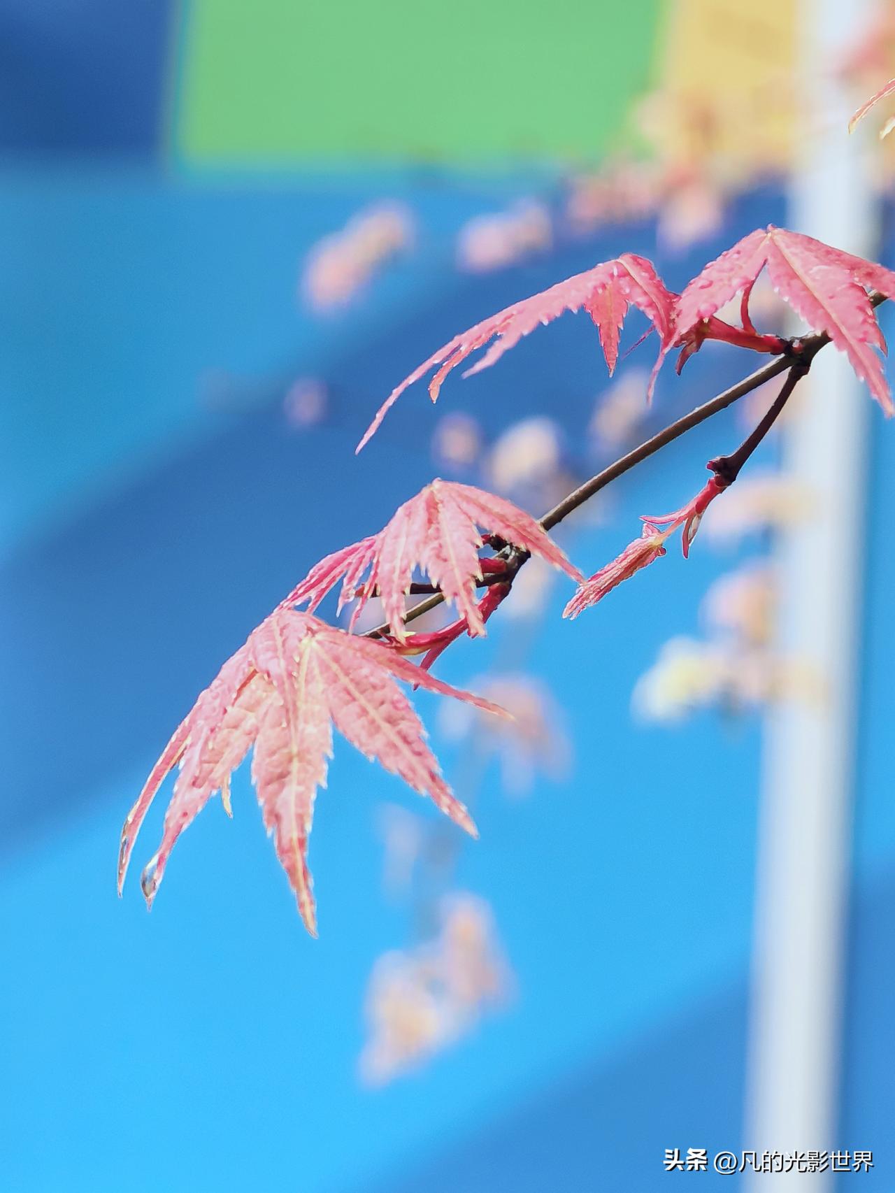 重庆的春天，枫叶红也让人惊艳。本以为春天是万物翠绿的时节，没想到重庆却藏着别样“