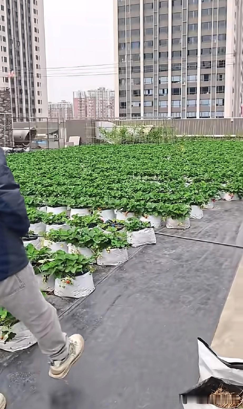 广州天台藏着整片草莓园!
 
在广州待了十几年，见过街边的糖水铺、老巷的茶楼，却