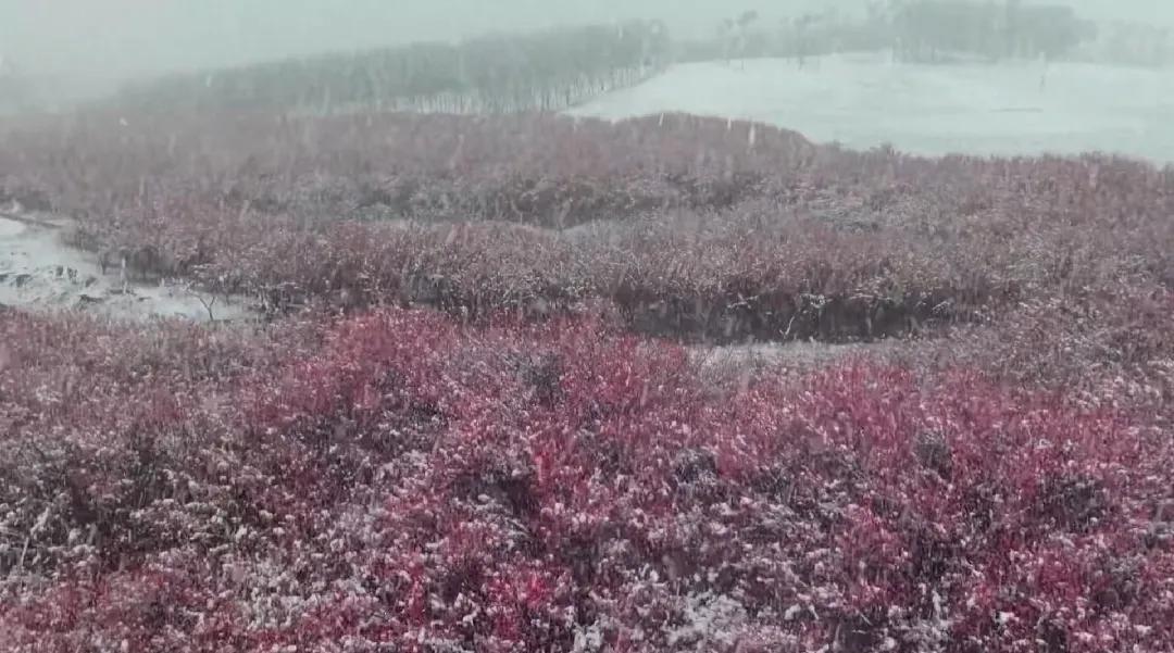 襄阳桃花雪，大自然奇观。