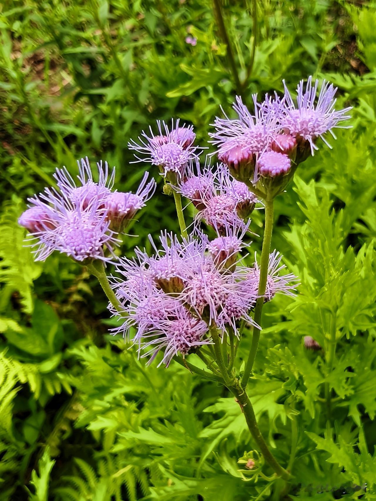锥托泽兰，又名蓝雾草。羽壮青叶清疏，满枝紫雾朦胧，花期从春开到初冬。淡紫细碎，清