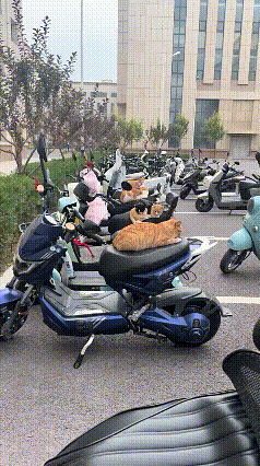 小区午休名场面！流浪猫集体霸占电动车座椅，全员躺平晒暖
 
正午业主们午休，楼下