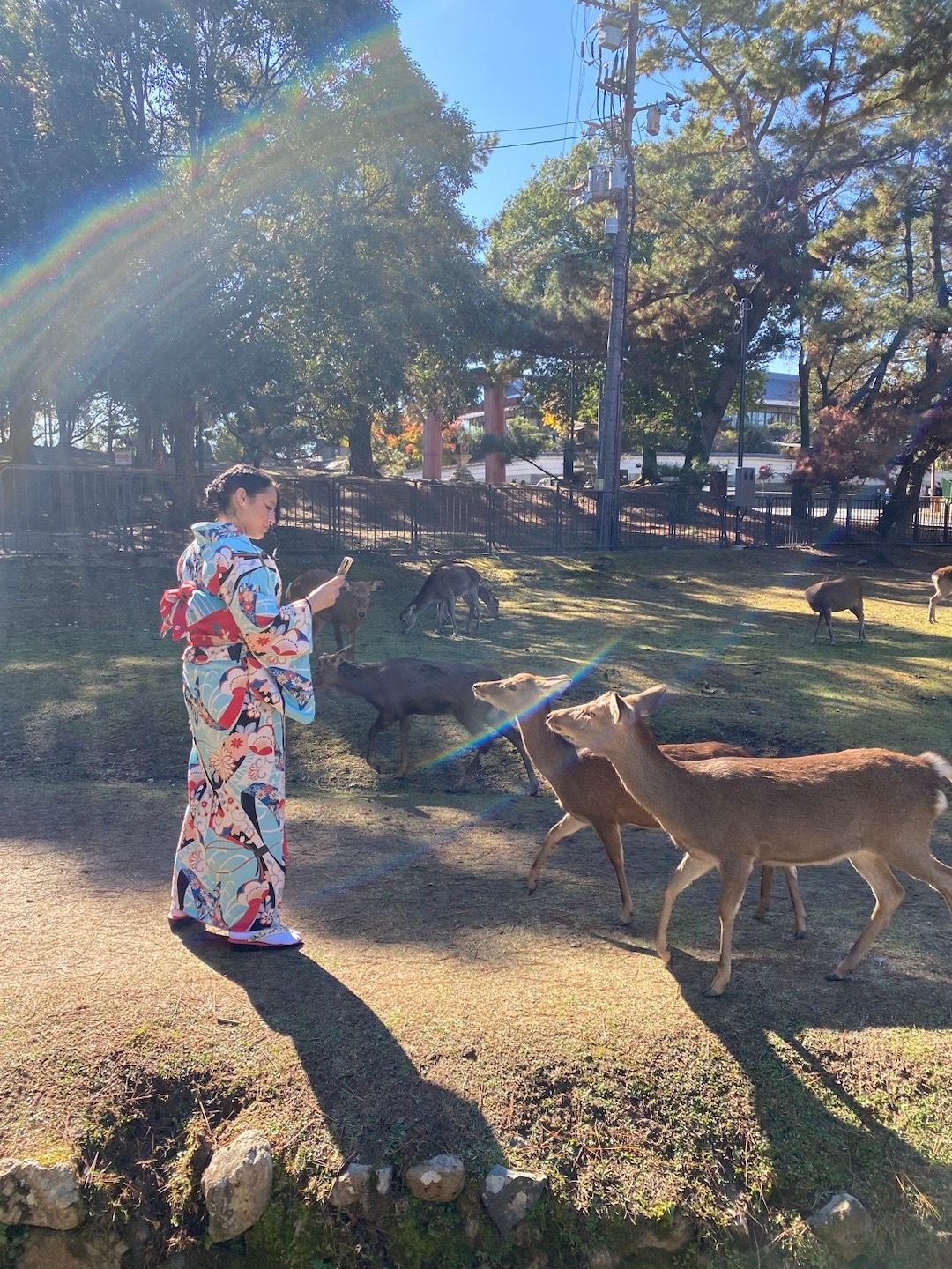 #旅行[超话]##日本[超话]# 奈良公园，人与鹿和谐相处。  ​​​