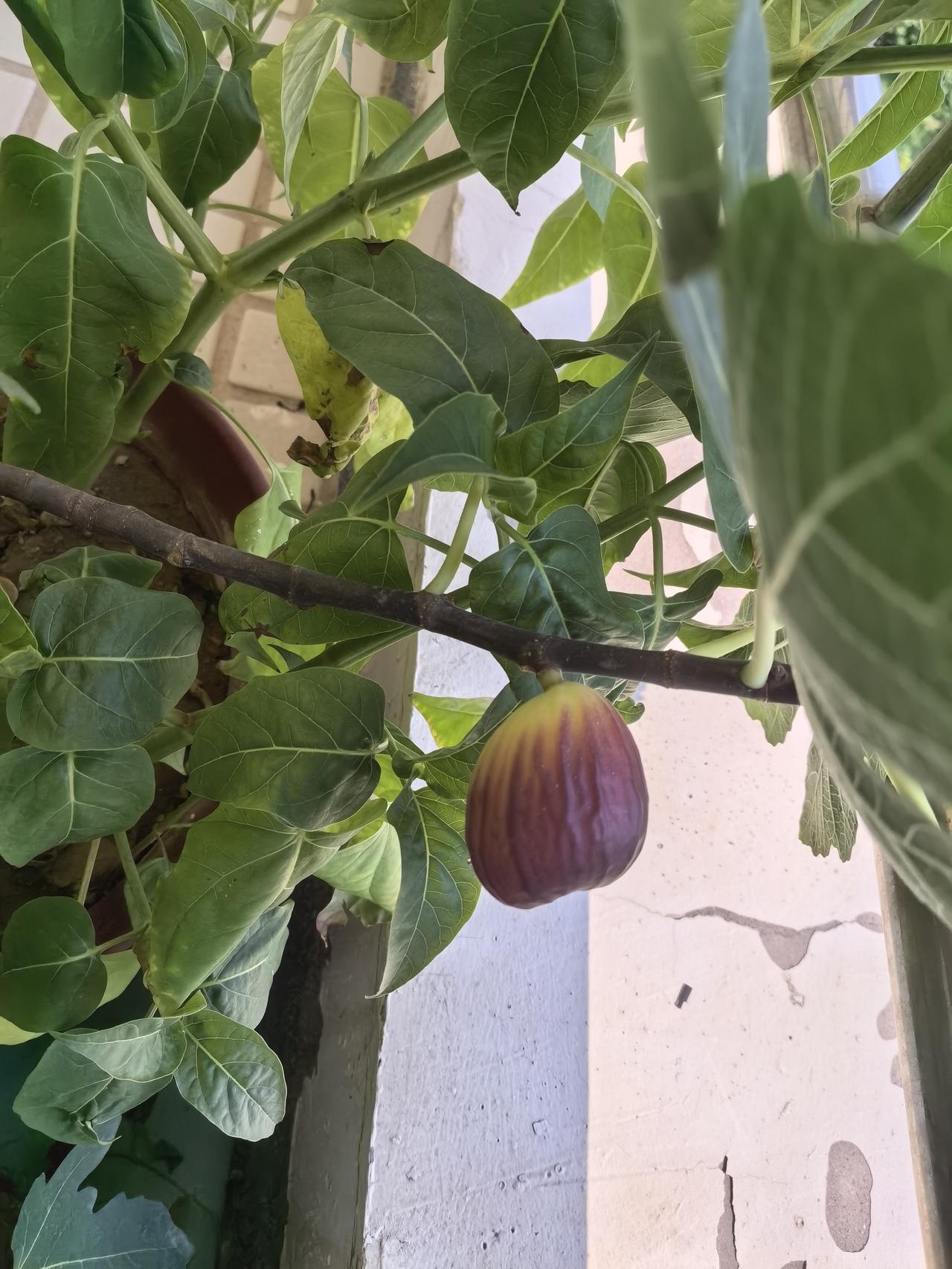 种果得果哇，自己种的无花果自己吃。忽然发现阳台上的无花果熟了一颗，紫紫的透着绿，