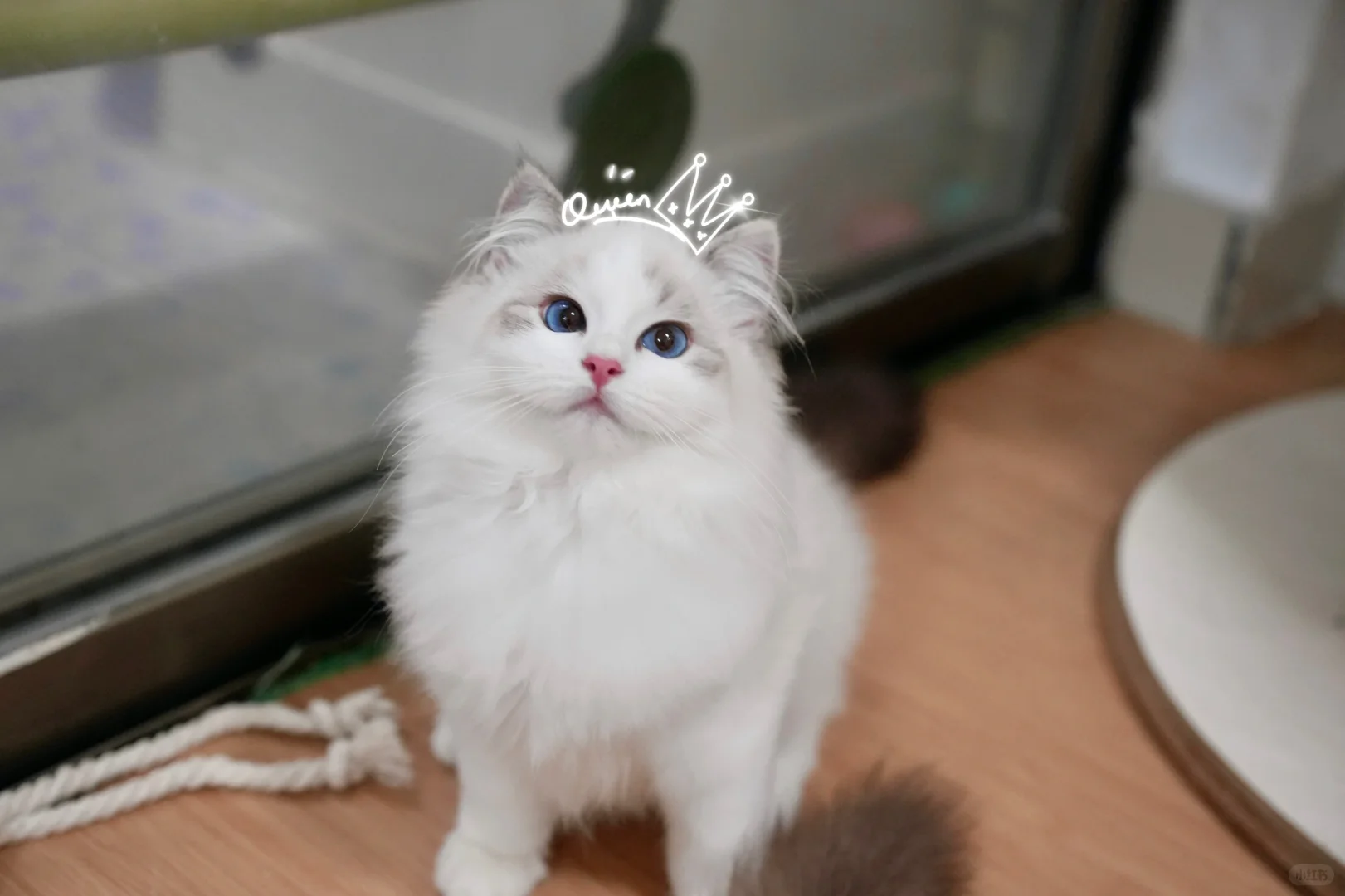 随机迷倒几个还没睡的鸽鸽｜深圳山猫甜妹