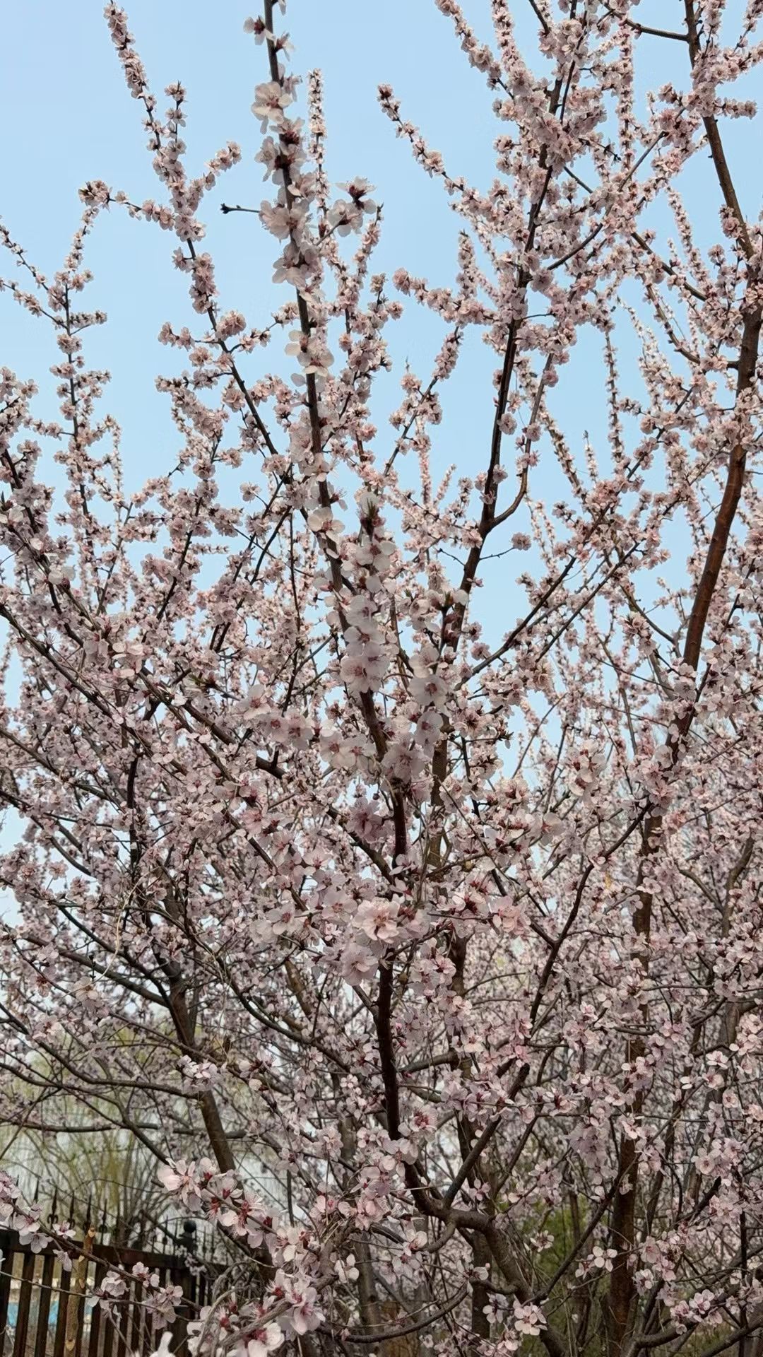 一瞬间春暖花开，真好看啊，这就是春天的浪漫～ 