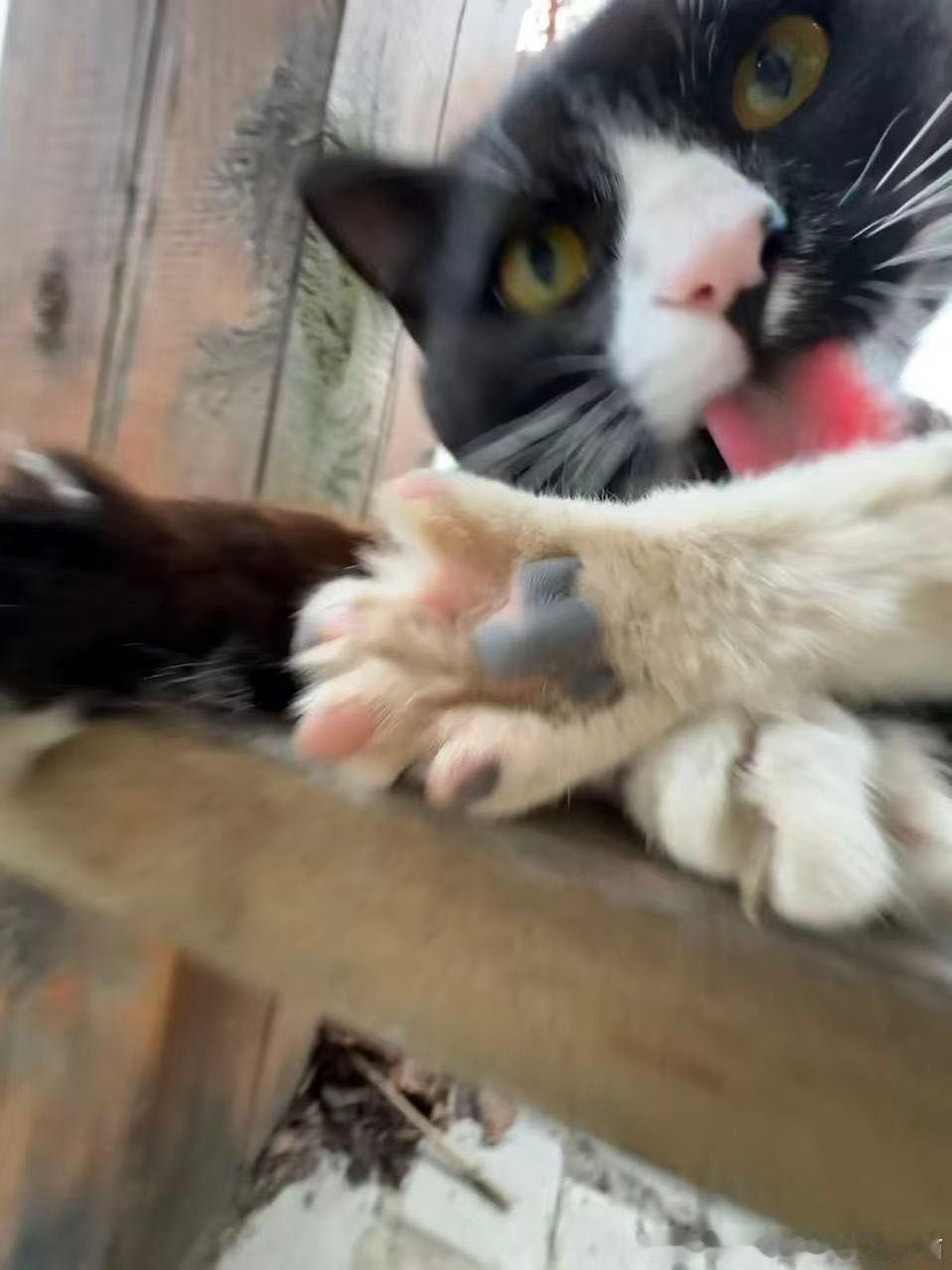 50103【丑猫】足控福利来了 