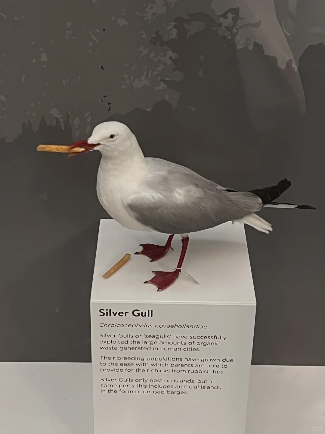 🇦🇺澳博的海鸥：博物馆里也整个薯条778🍟