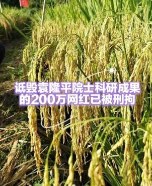 杨某入刑背后，给所有想走偏门的网红划了一条红线
经常刷头条的人应该刷到过这个杨某