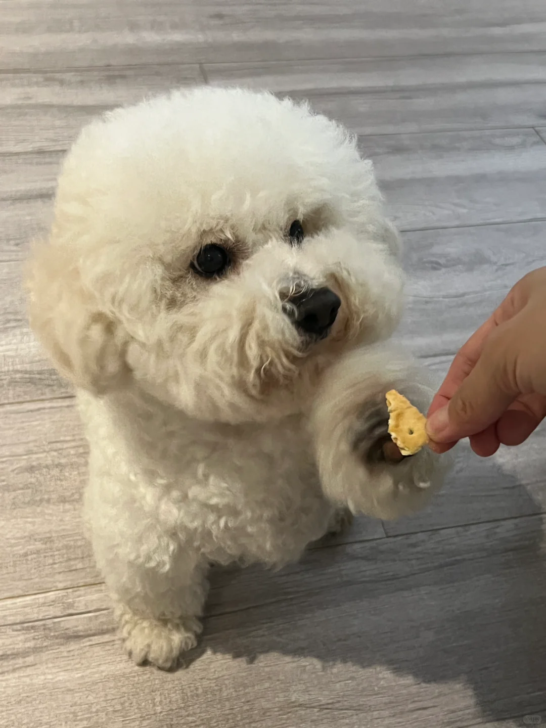 虽然腿短，但也不妨碍咱是个吃货🍪