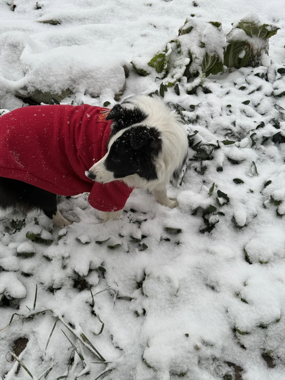 狗狗爱下雪