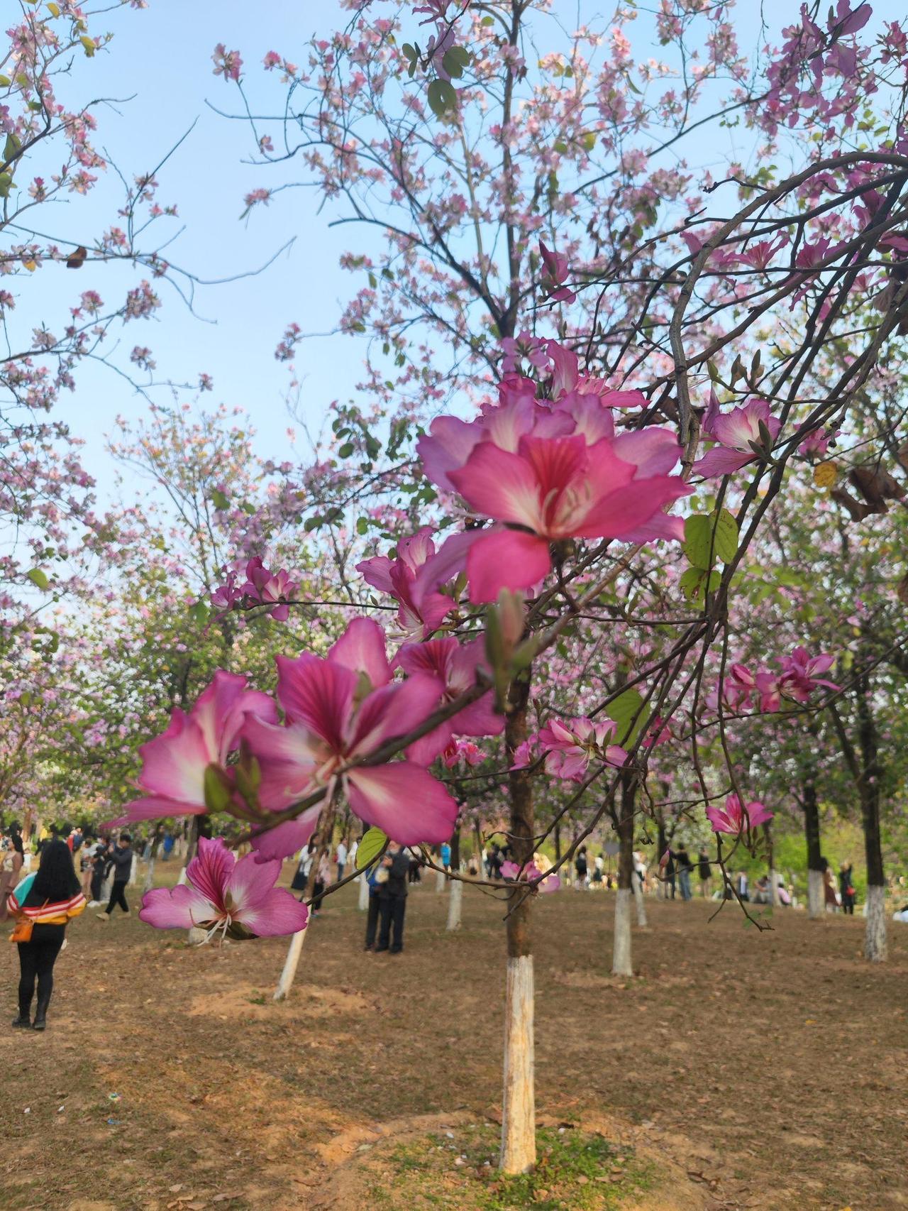 花儿为何这么美
