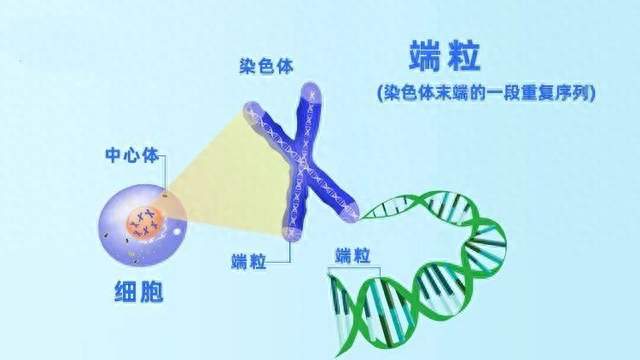 翼和生物端粒长度检测