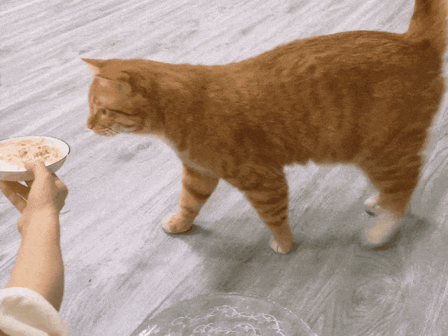 猫咪：对人类来说，要做到知行合一，不易。而此刻对我来说，做到心口合一便容易了许多