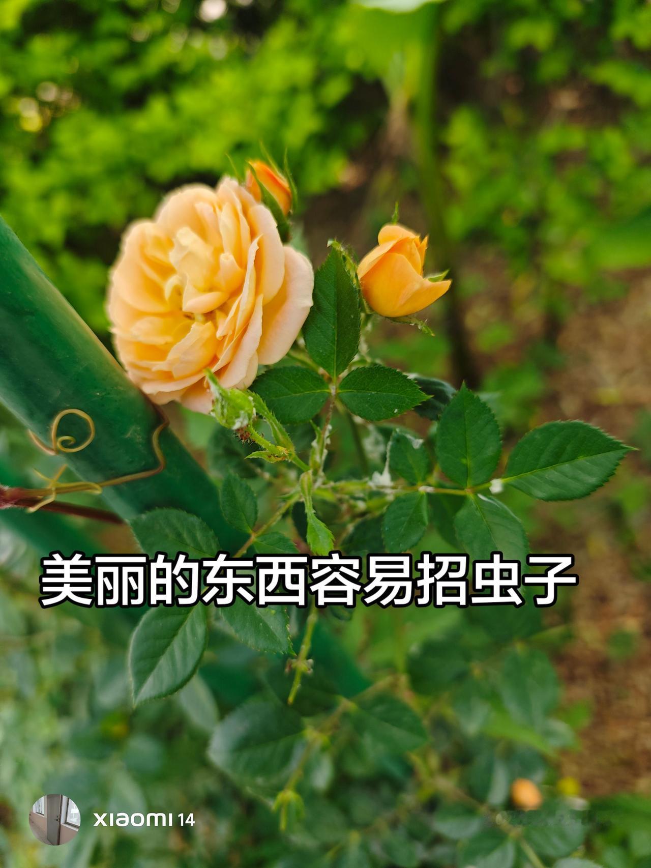 道理是一样的，好人命短，坏人活千年。美丽的月季花也会遭受病虫害折磨。