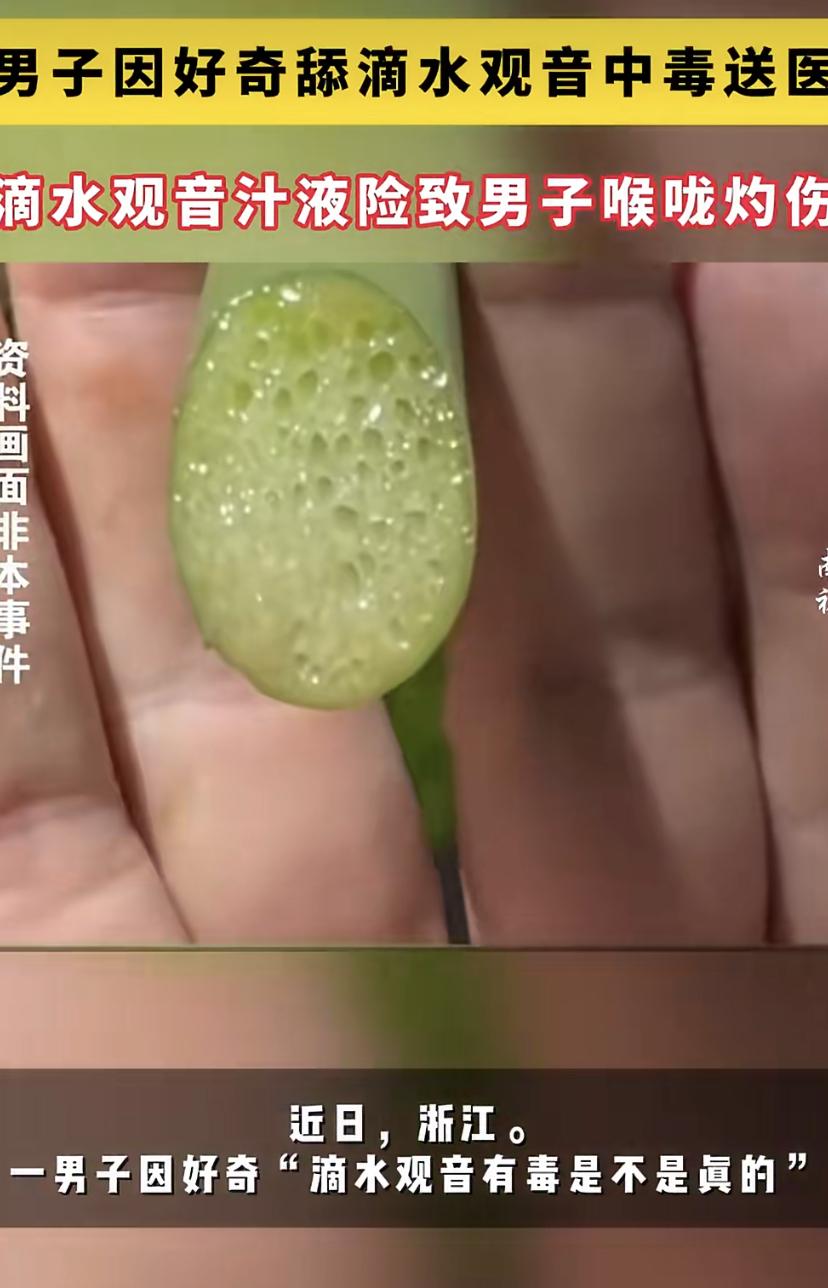 浙江男子好奇"舔了一口"滴水观音，下一秒直接打120!
杭州日报报道，浙江一男子