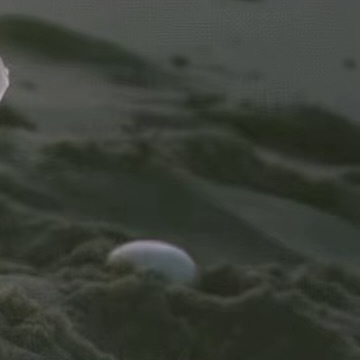 0000黑夜越是深沉，星光就越发清晰。追寻理想的旅途难免辛苦，不必因此变得冷漠。