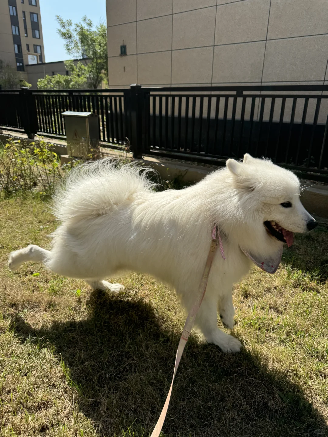 狗狗是推土机？想要一个都是狗狗拉💩的评区