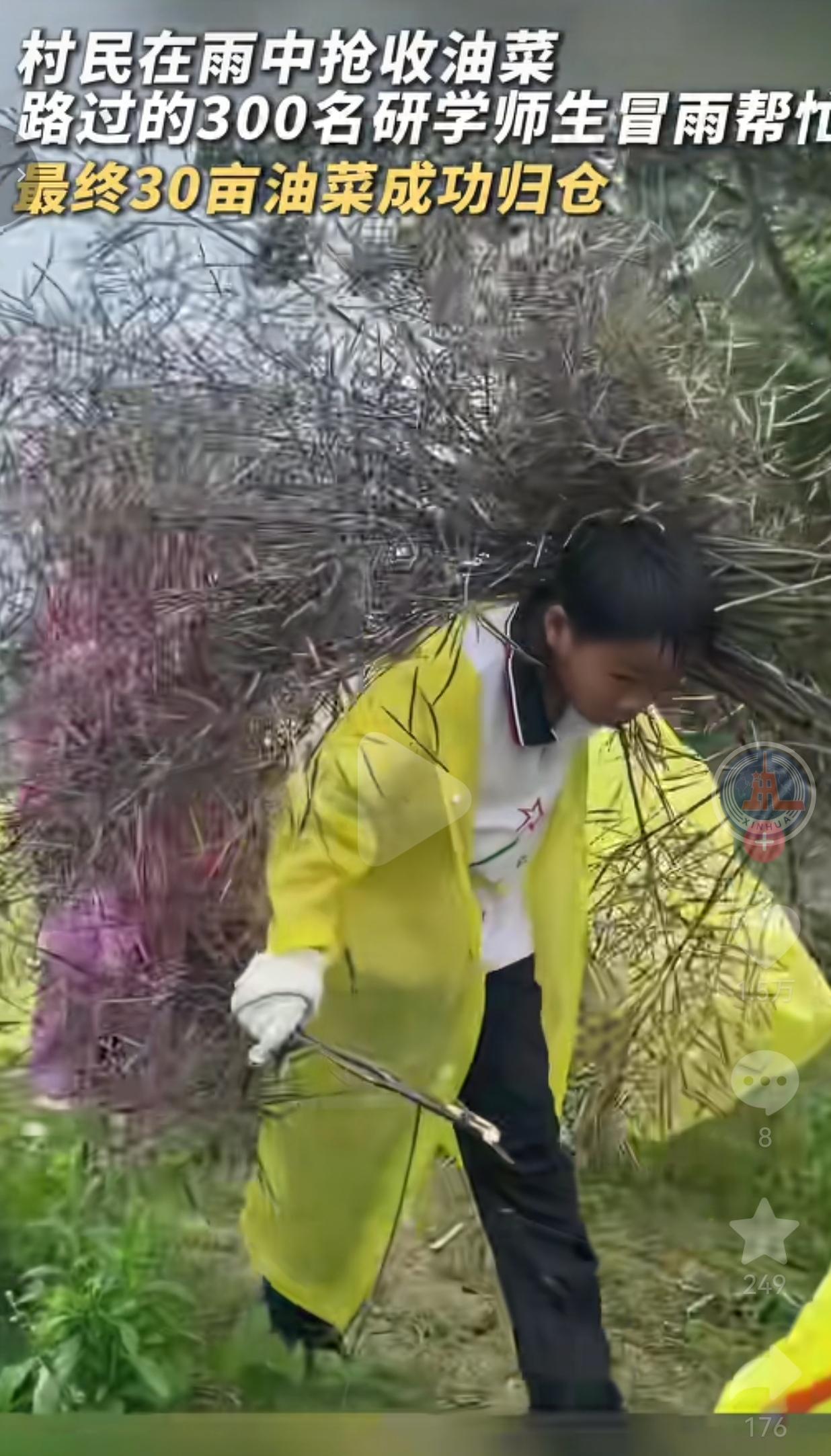 300个孩子冒雨冲进农田，救了全村人的“饭碗”！网友：这才是最好的研学课！
 