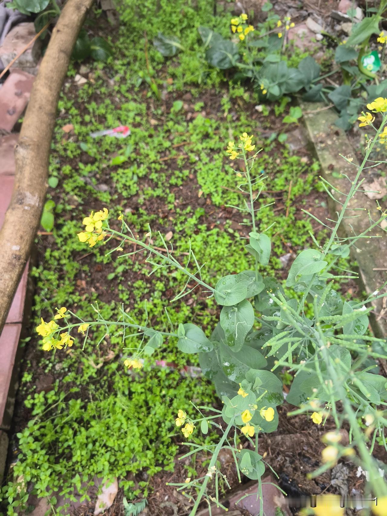 种瓜未必得瓜！
     去年春末，我花两元从网上购得荆芥种子，在阳台花架的保鲜