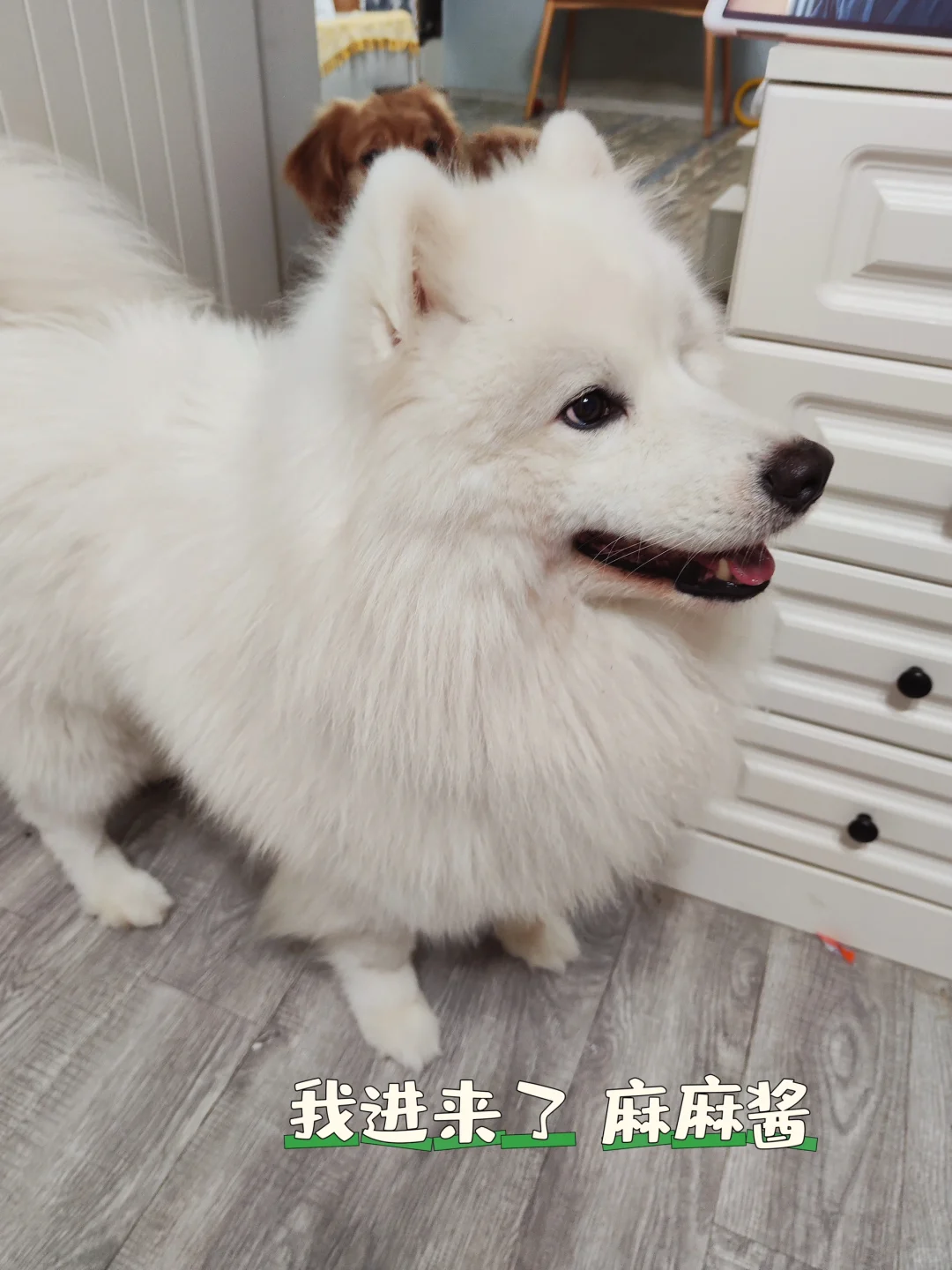 二狗🐶家庭如何平衡哇