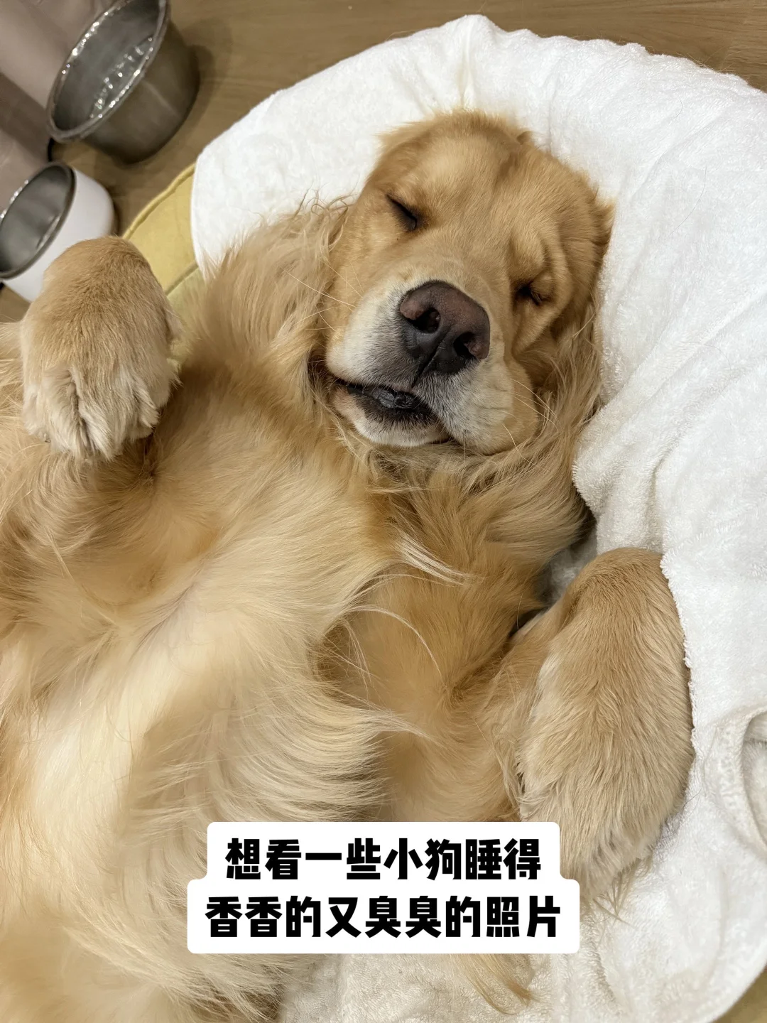 小狗睡得香香的 等于睡得臭臭的
