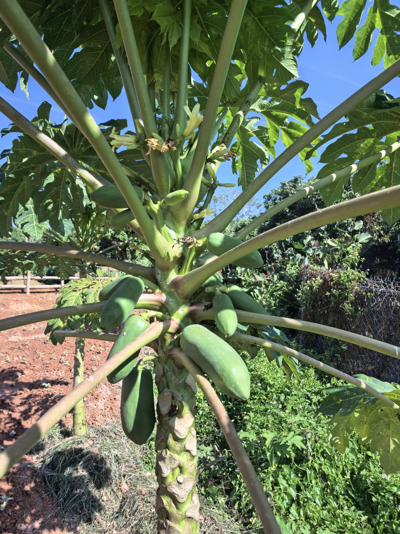 晒图笔记大赛这不会是木瓜的新品种吧？