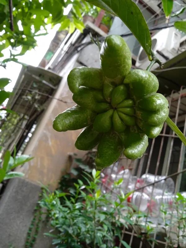 男子吃完见手青后中毒产生幻觉，以为自己在修仙，翻出27楼窗户渡劫，楼下朋友听到异