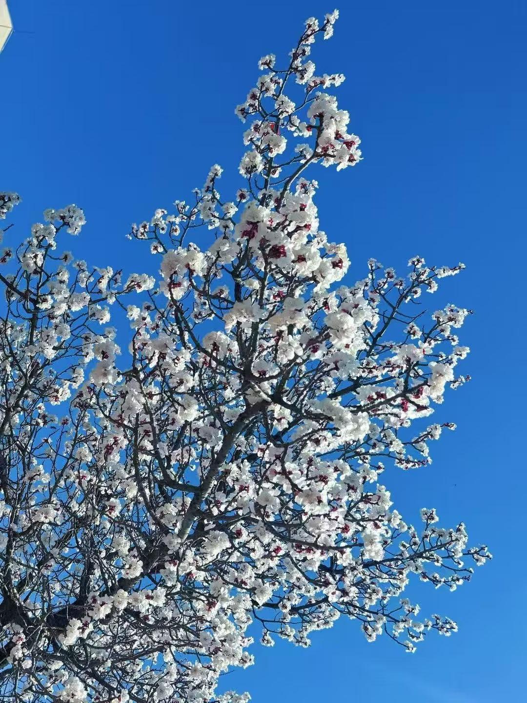 《七律～情独笔耕》

曾经写意百篇章，
志远高风亮节香；
又喜惊魂三世业，
神清