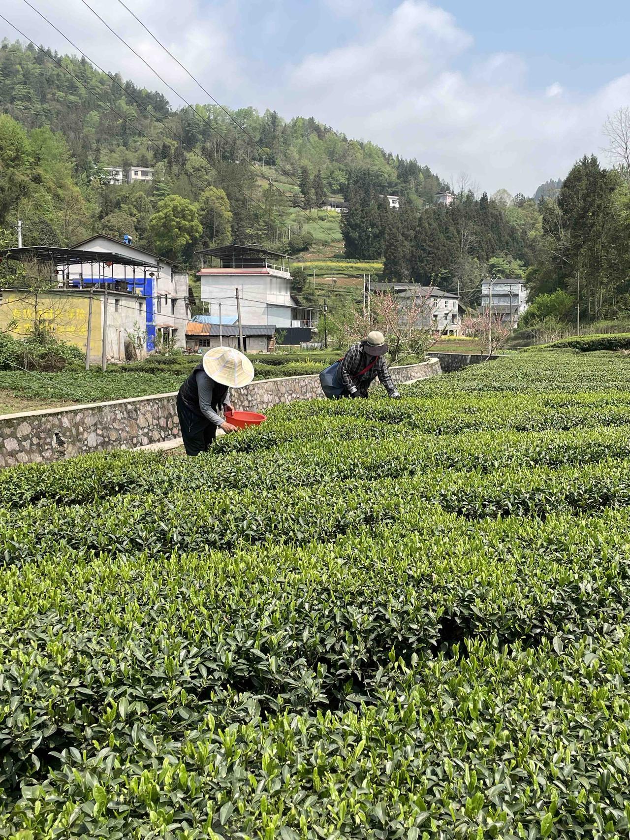 用一张图证明你到过宣恩宣恩五家台茶园，是宣恩著名的旅游景点之一。听说宣恩县城夜景