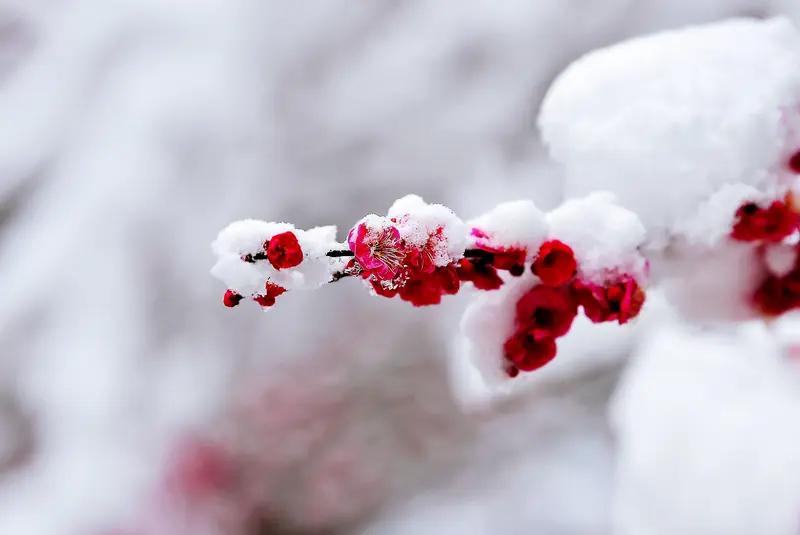 下联：柳绿醉清风，求上联红梅恋冬雪；