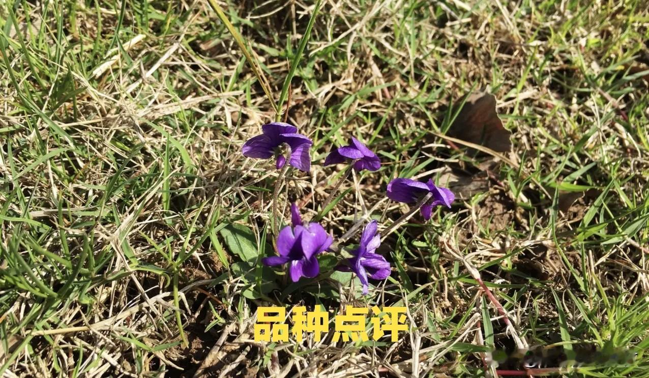 周评：药市疲软依旧，药材跌多涨少，商家谨慎观望，行情下行压力仍大

本周药市，依