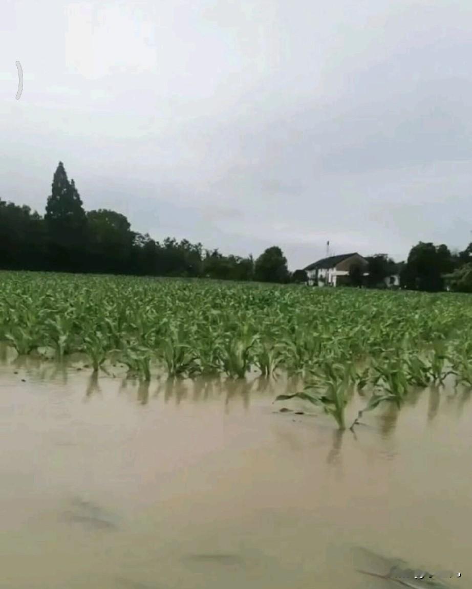 强降雨突袭湖北，庄稼地里“涝”心事！

这几天湖北的雨，下得真是没个停，田里积水